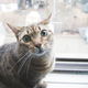 Illustration for article titled I Played Music for a Cat. Heres How the Cat Reacted.
